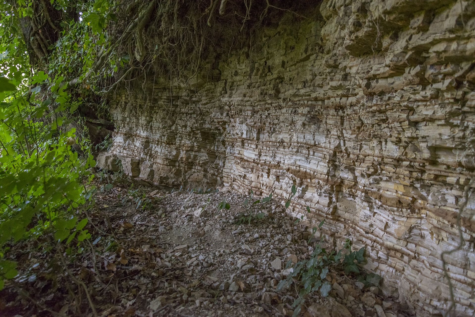 Affioramento di radiolariti del Messiniano (Miocene superiore, 5,2 MA) presso Gabbro, LI: qui si possono trovare fantastici fossili di pesci, piante e insetti, ma se tutti scavassero indiscriminatamente questa parete ne rimarrebbe presto ben poco!!