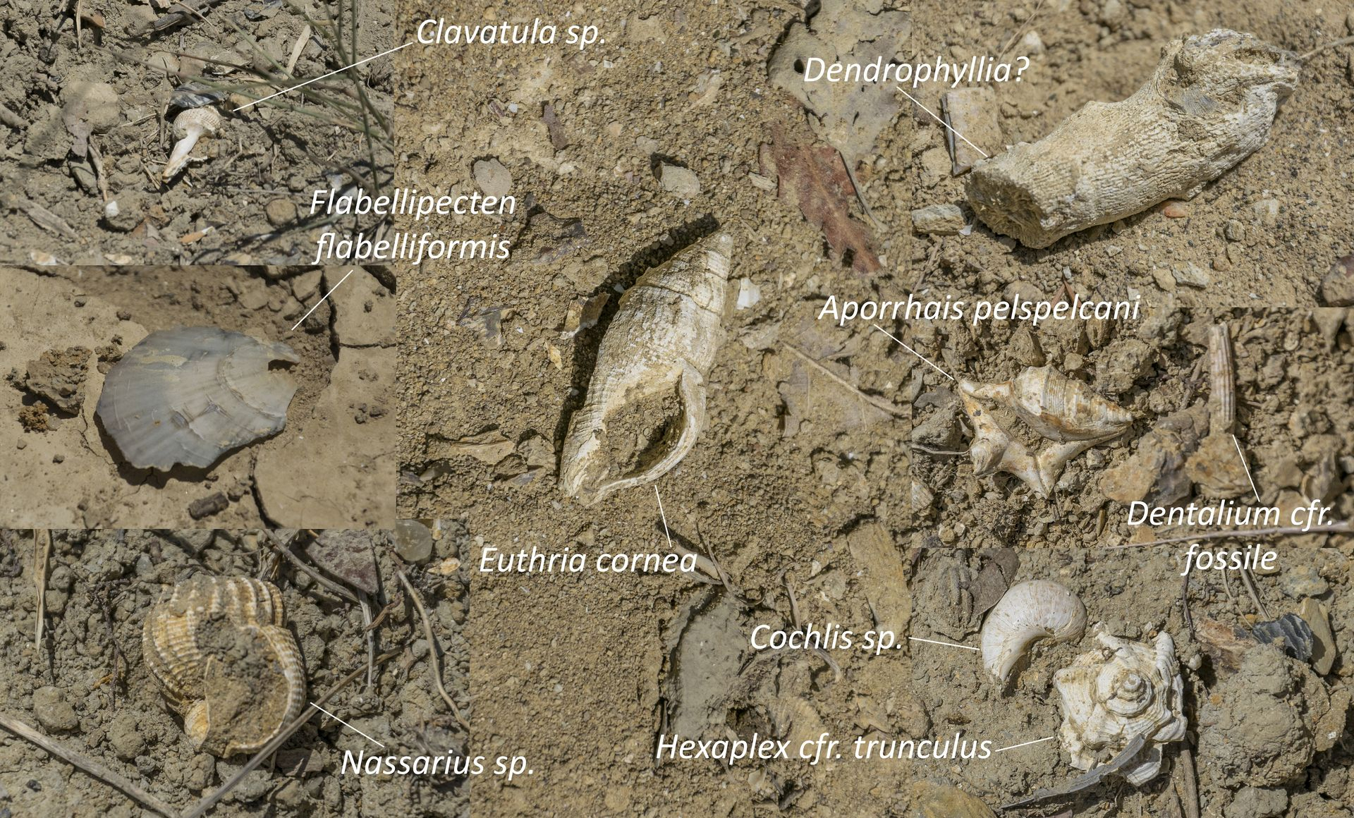 Alcuni dei fossili rinvenuti sul terreno. Alcuni dei fossili rinvenuti sul terreno.