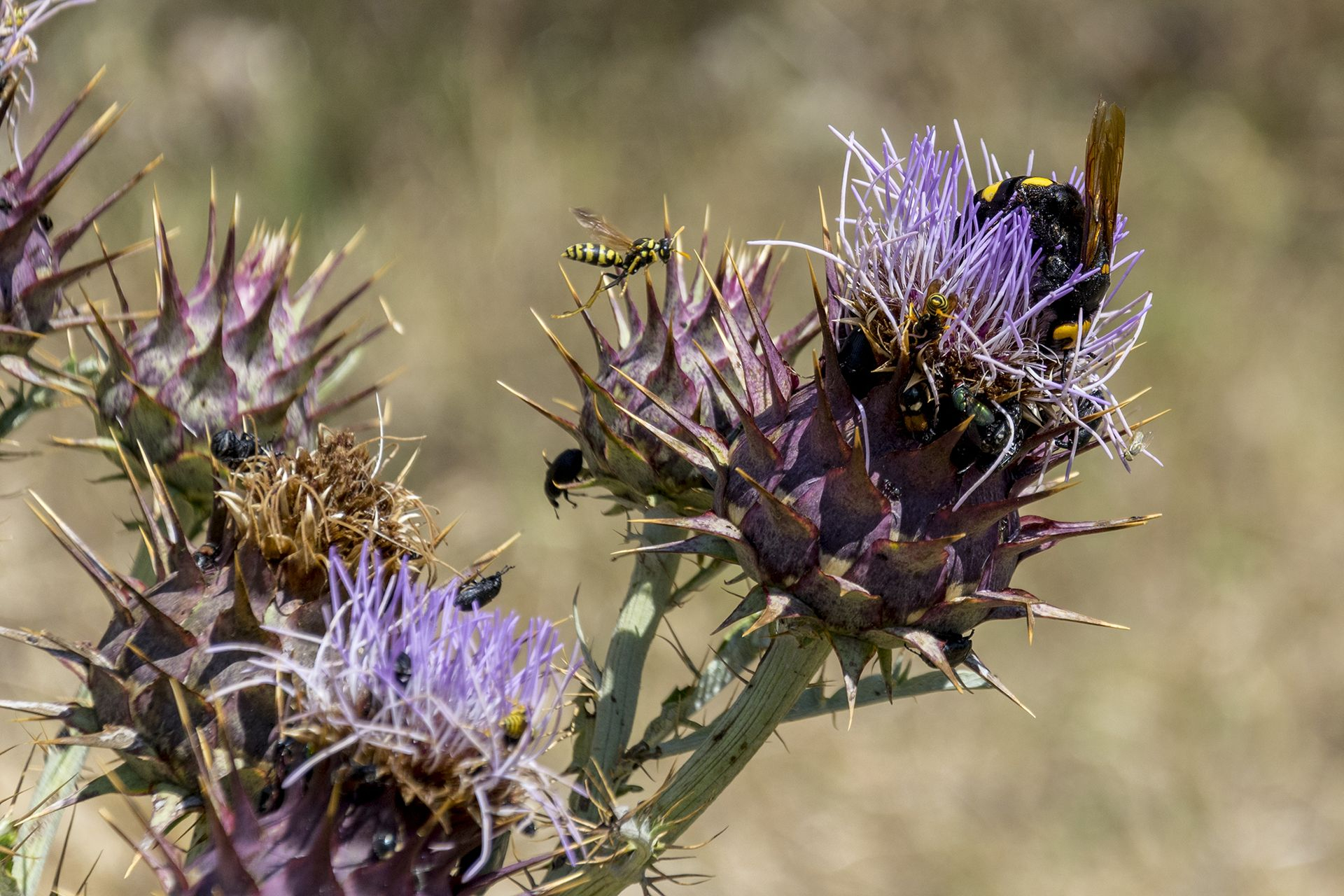 Diversi vespidi (tra cui Megascolia maculata) e coleotteri su fiori di cardo nei prati della Roccaccia. Diversi vespidi (tra cui Megascolia maculata) e coleotteri su fiori di cardo nei prati della Roccaccia.