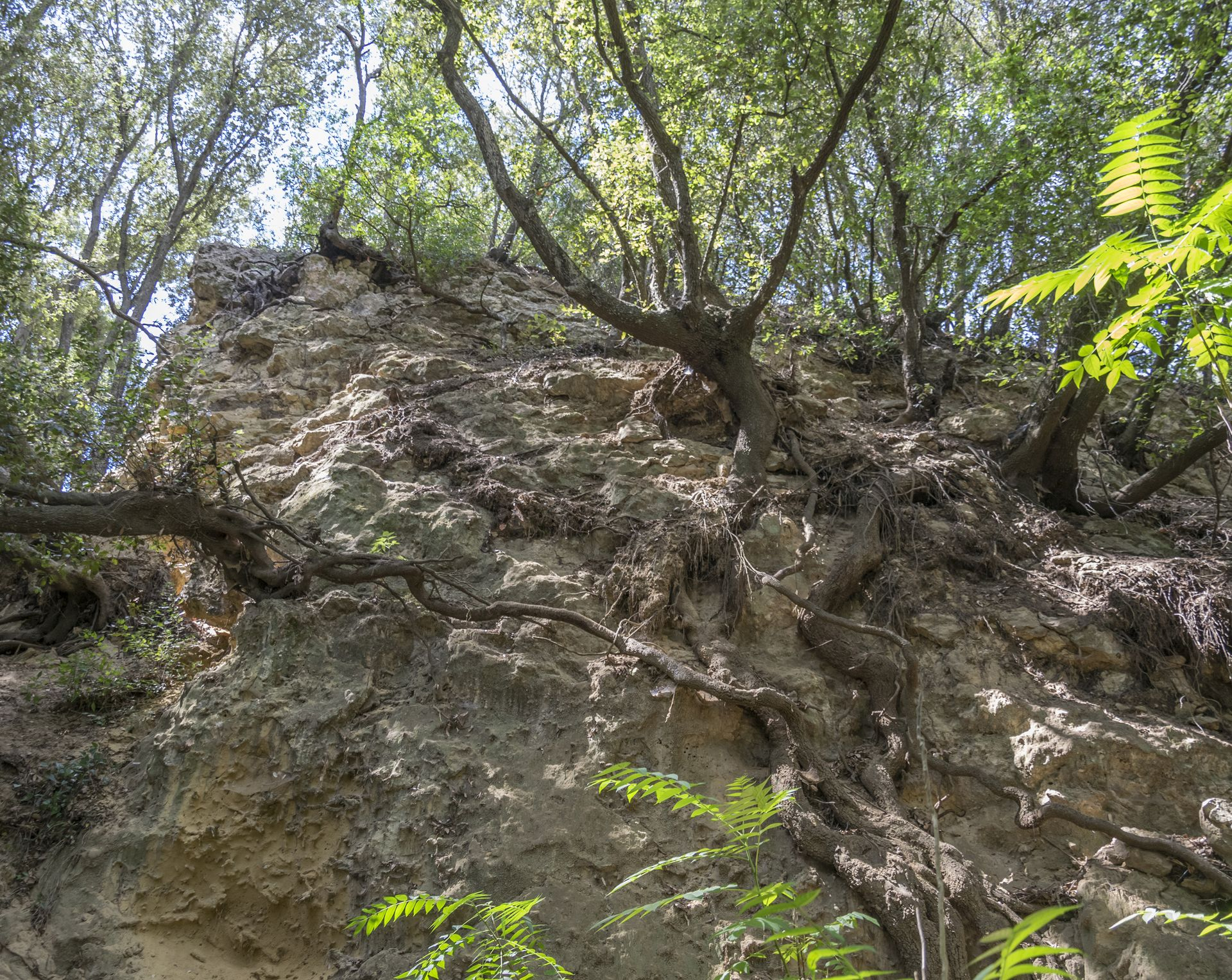 La Macchietta del Bove è un bosco che cresce letteralmente sulle calcareniti e arenarie delle litologia MCC e RGG: gli alberi qui formano un sistema intricato di radici e rami che contribuiscono a stabilizzare il pendio.