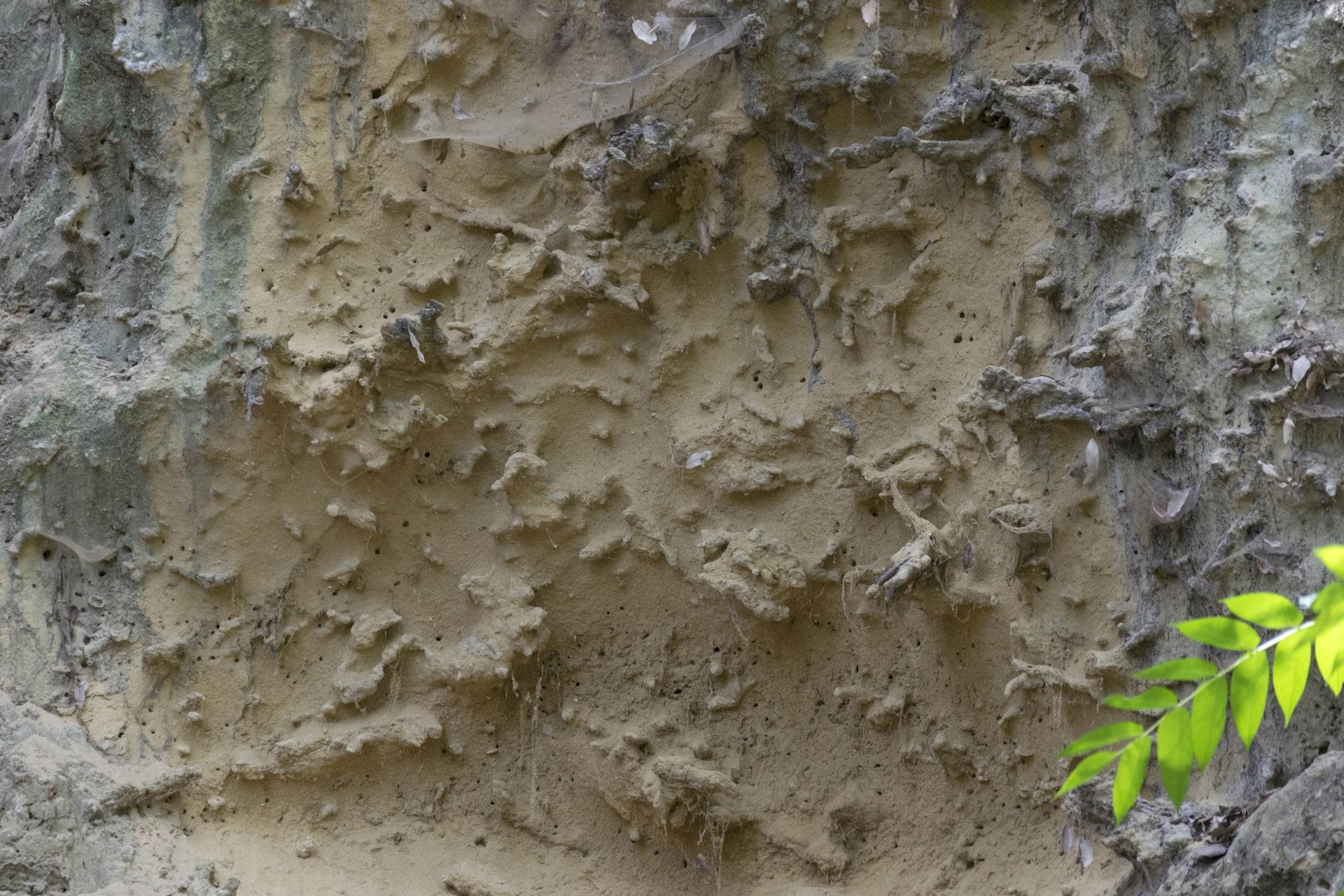 Un reticolo di Thalassinoides in una lente sabbiosa all'interno di una massicciata calcarenitica.