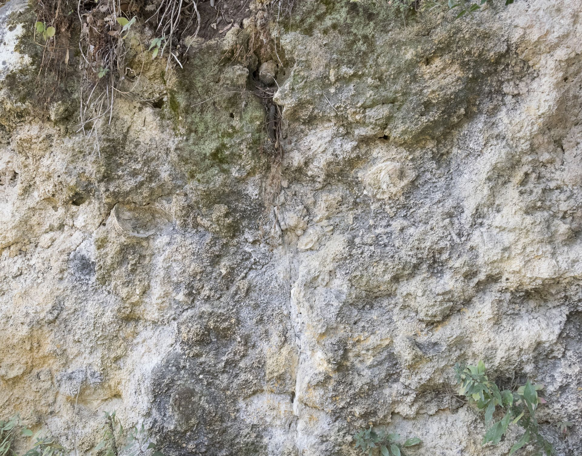 Parete calcarenitica visibile sulla strada che raggiunge la zona recensita, dopo l'arco nella stradina prima del cimitero. Oltre a diverse fratture verticali si osservano fossili (Ostrea), ichnofossili e concrezioni calcaree generate dalla dissoluzione.