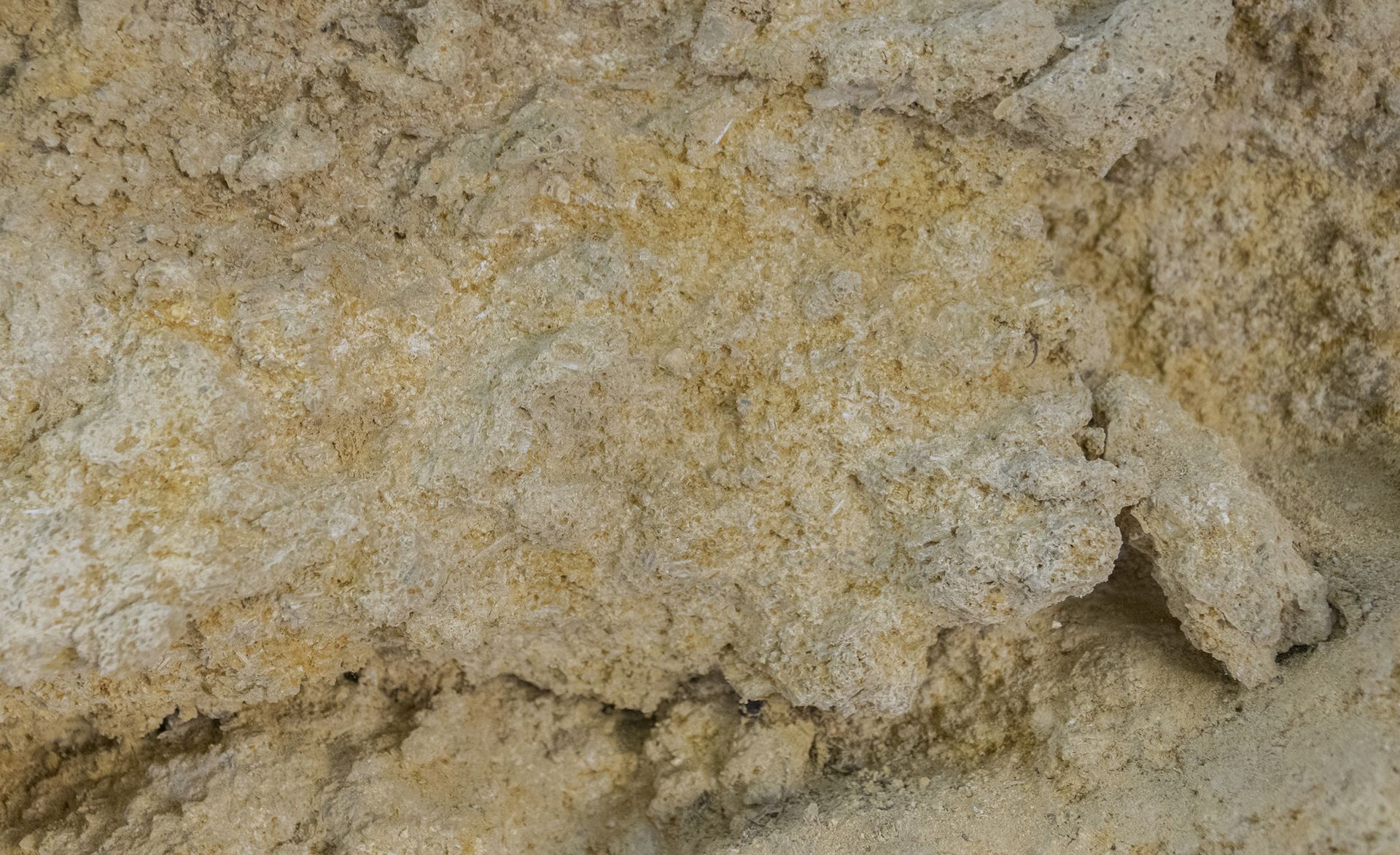 Dettaglio di un livello calcarenitico: il cemento carbonatico ha consolidato il sedimento e i bioclasti formando un calcare molto tenace con spigoli vivi.