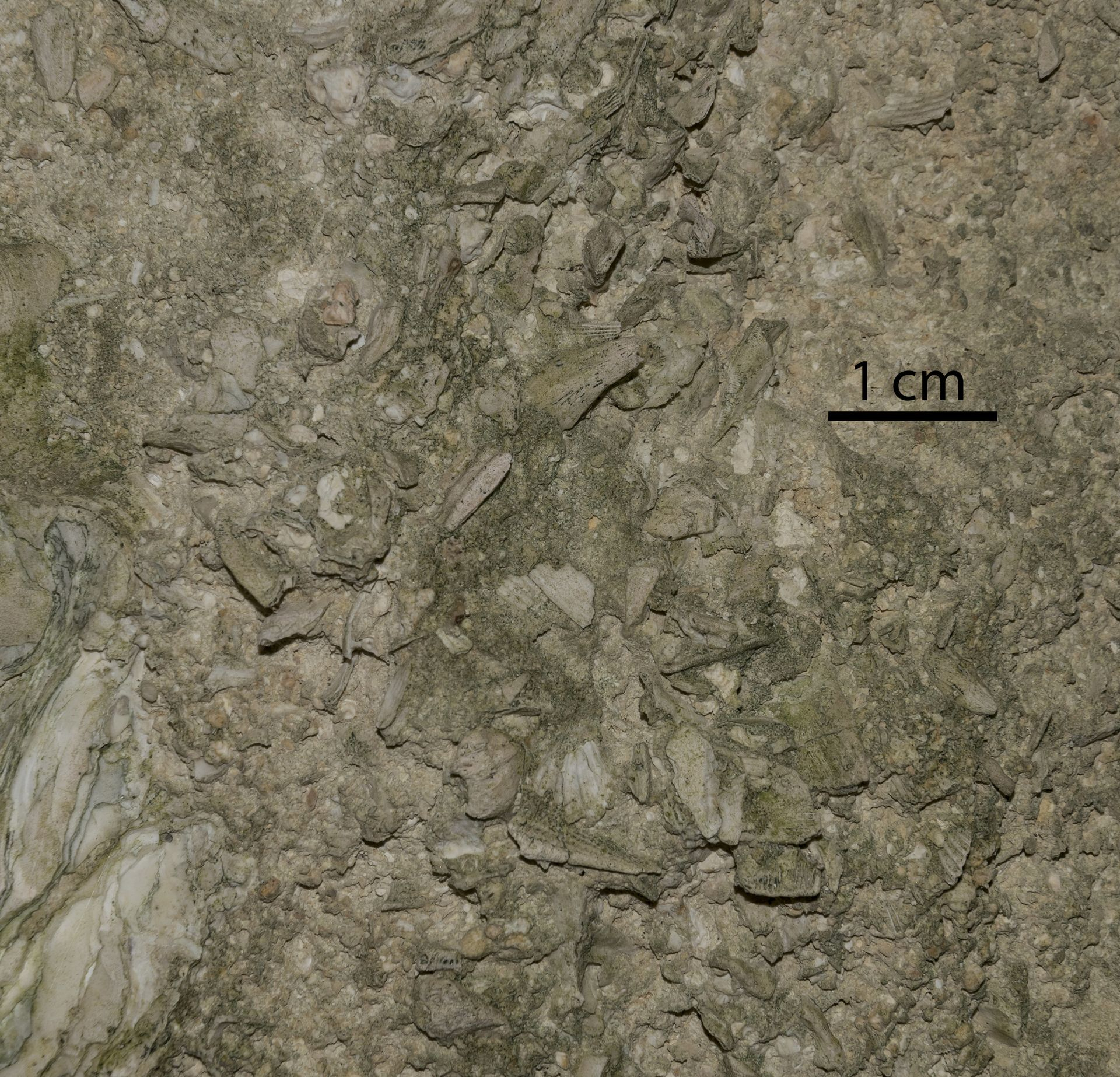 Dettaglio di una zona a grana più grossolana (grani >2mm, quindi sarebbe una "calcirudite") e fortemente cementata: si riconoscono frammenti di Balanidae e Pectinidae, animali di ambiente litorale-costiero.