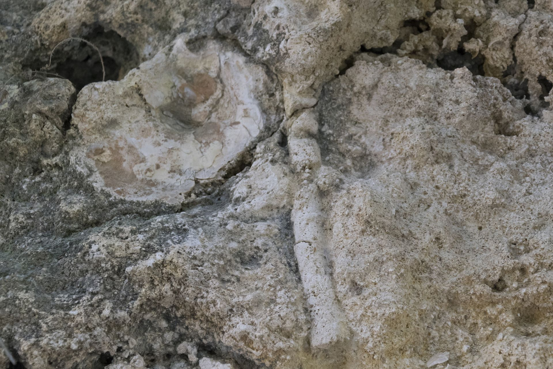Una Ostrea (fossile) e uno Skolithos (ichnofossile) nei livelli calcarenitici di MCC: in alcuni punti il cemento carbonatico ha consolidato la roccia permettendo agli ichnofossili di resistere meglio all'erosione