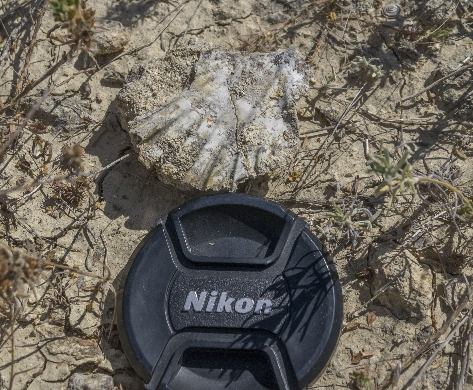 La valva sinistra di un Pecten jacobaeus, facilmente riconoscibile per la forma piatta, non convessa (caratteristica del genere) e dalla sezione quadrangolare delle coste.