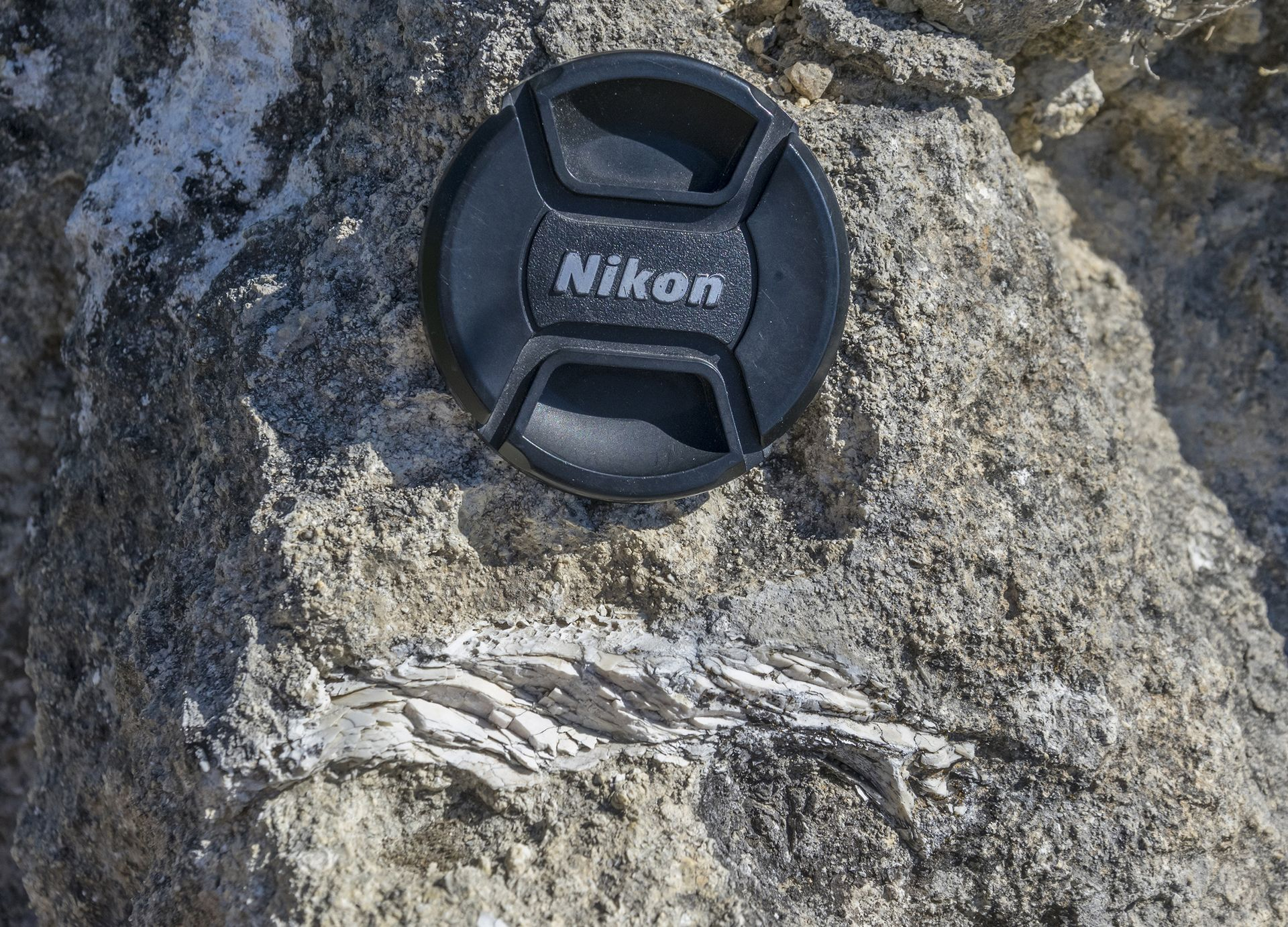 Sezione di una Ostrea nel quale si riconosce perfettamente la struttura a strati del guscio: notare la tipica frattura a prismi che contraddistingue i grossi esemplari.