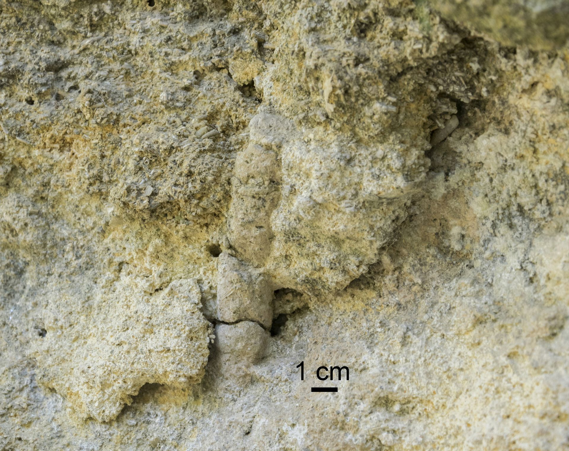 Un ichnofossile (sembra Skolithos) che si staglia trasversalmente agli strati nel macco di Tarquinia: l'organismo che lo ha prodotto è penetrato nel sedimento detritico del fondo formando una tana sostentata dal muco, la forma della quale si è conservata fino ad oggi.