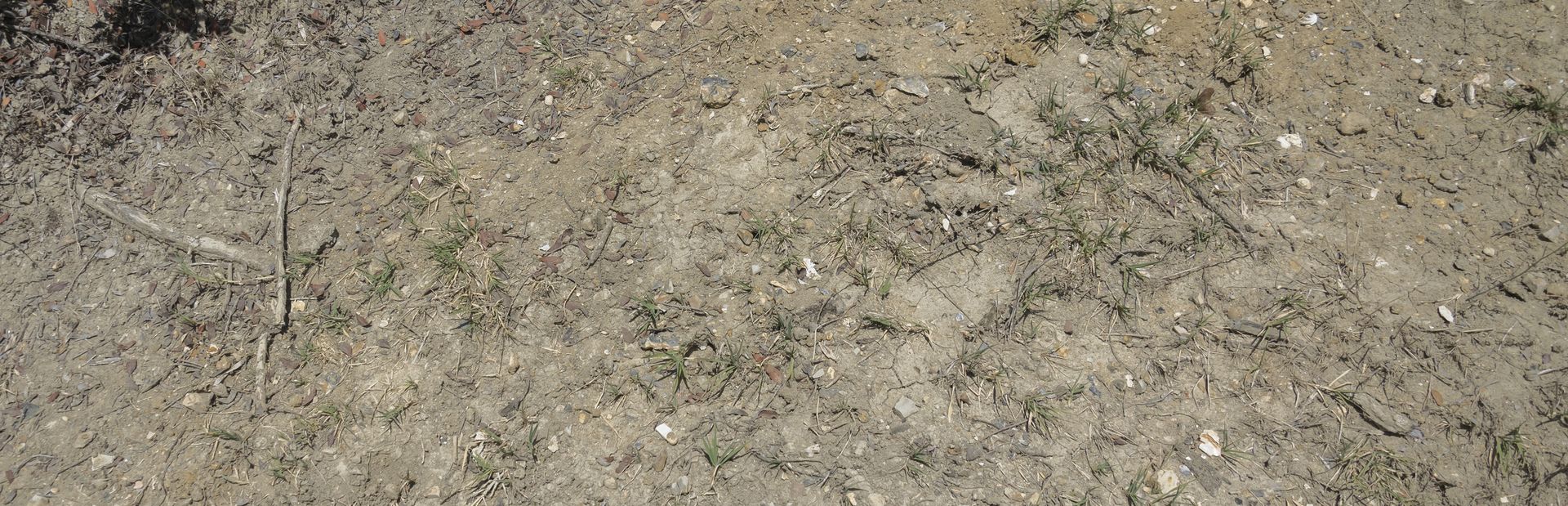 Sotto: porzione di terreno costellata di frammenti di fossili. Si notano ostriche, columelle di gasteropodi, frammenti di pettinidi e molti clasti di natura calcarea e flysch. Il sedimento che ingloba il tutto è sull'ordine delle sabbie fini e silt. Sotto: porzione di terreno costellata di frammenti di fossili. Si notano ostriche, columelle di gasteropodi, frammenti di pettinidi e molti clasti di natura calcarea e flysch. Il sedimento che ingloba il tutto è sull'ordine delle sabbie fini e silt.