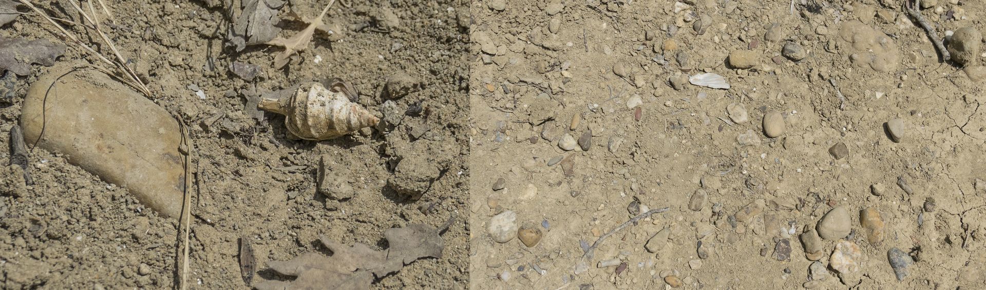 I fossili superficiali risultano pesantemente frammentati; i numerosi clasti presenti risultano abbastanza arrotondati e di composizione eterogenea tra cui calcarei, flysch, quarzitici e arenacei. I clasti di natura vulcanica sono assenti, per cui si sono sedimentati sicuramente prima dell'inizio del vulcanismo dell'alto Lazio, cominciato circa 1,35 milioni di anni fa con il complesso Cimino. I fossili superficiali risultano pesantemente frammentati; i numerosi clasti presenti risultano abbastanza arrotondati e di composizione eterogenea tra cui calcarei, flysch, quarzitici e arenacei. I clasti di natura vulcanica sono assenti, per cui si sono sedimentati sicuramente prima dell'inizio del vulcanismo dell'alto Lazio, cominciato circa 1,35 milioni di anni fa con il complesso Cimino.