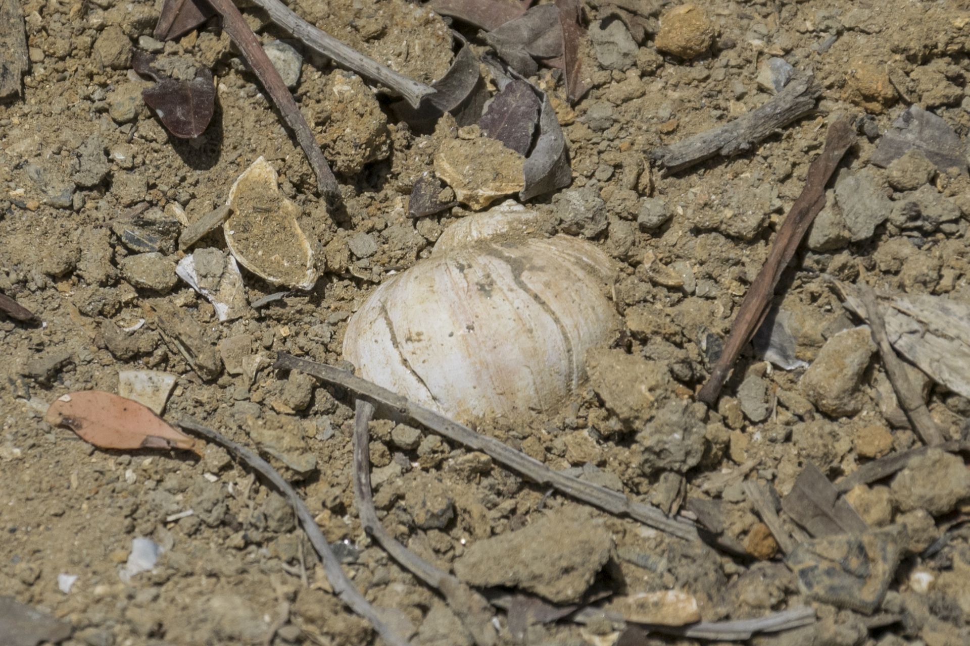 Un naticide (Cochlis sp.) che spunta dai sedimenti pelitici lungo il percorso tra le colline. Questi molluschi abitano una grande varietà di ambienti marini ma amano i fondali sabbiosi-melmosi, dove cacciano attivamente altri molluschi e organismi bentonici. Sono compatibili con un paleoambiente di profondità medio-bassa con livelli bassi di energia al fondo, così come mostra la granulometria del sedimento e le altre specie associate. Alcuni dei numerosi fori circolari osservabili sui molluschi sono il risultato dell'attività predatoria dei naticidi, i quali perforano la conchiglia della preda ancora viva mediante l'azione combinata di sostanze acide e della radula, per poi nutrirsene. Un naticide (Cochlis sp.) che spunta dai sedimenti pelitici lungo il percorso tra le colline. Questi molluschi abitano una grande varietà di ambienti marini ma amano i fondali sabbiosi-melmosi, dove cacciano attivamente altri molluschi e organismi bentonici. Sono compatibili con un paleoambiente di profondità medio-bassa con livelli bassi di energia al fondo, così come mostra la granulometria del sedimento e le altre specie associate. Alcuni dei numerosi fori circolari osservabili sui molluschi sono il risultato dell'attività predatoria dei naticidi, i quali perforano la conchiglia della preda ancora viva mediante l'azione combinata di sostanze acide e della radula, per poi nutrirsene.