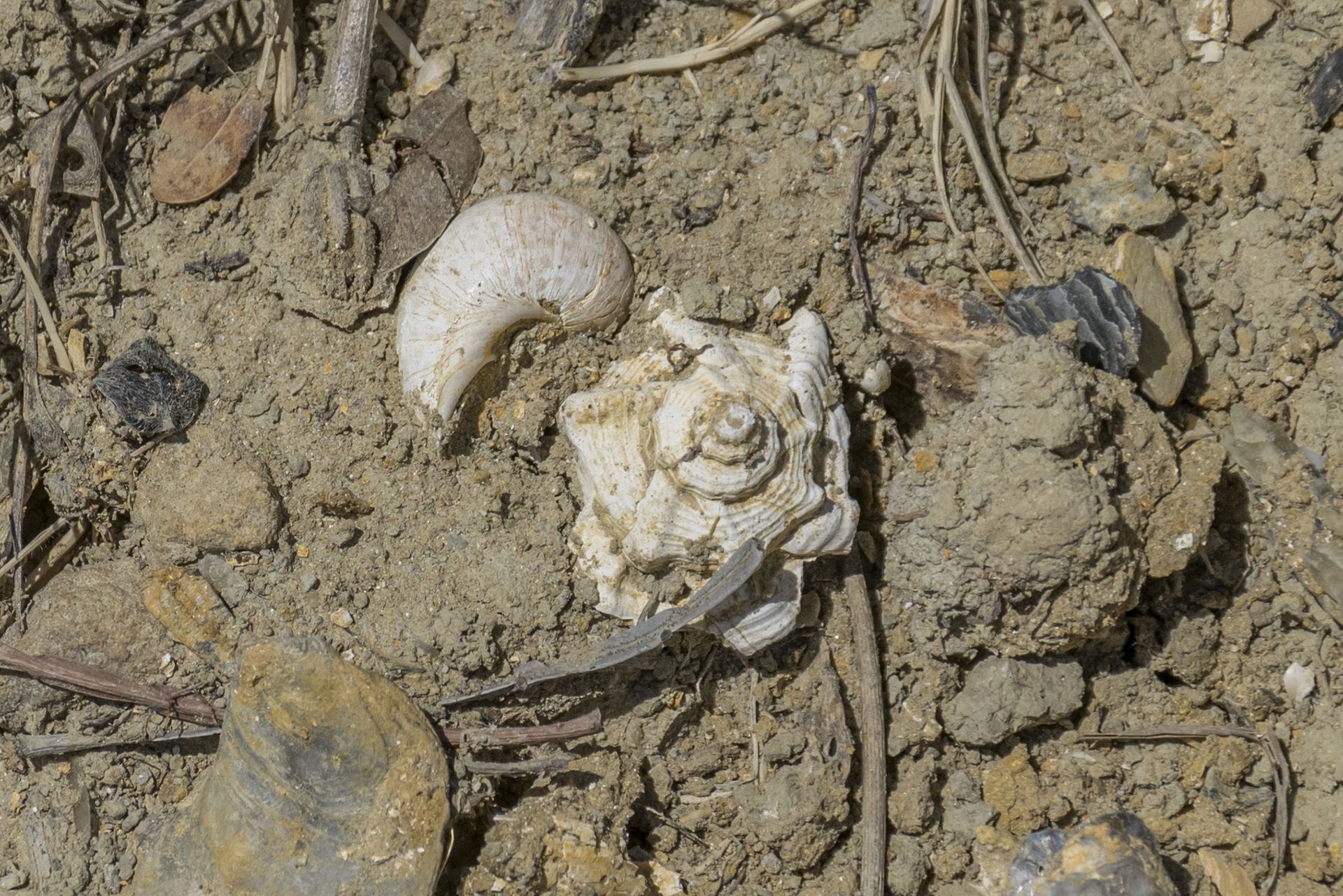 Assemblaggio di fossili appartenenti, probabilmente, a paleoambienti differenti: un naticide (tipico di fondali sabbioso-melmosi), un muricide (più comune su fondali rocciosi) e un ostreide (legato a substrati duri). Il ritrovamento congiunto di specie associate ad ambienti diversi può indicare un rimaneggiamento post-mortem, oppure un trasporto prolungato delle forme litorali verso ambienti più profondi. Un’ulteriore possibilità è la coesistenza, nello stesso intervallo spaziale, di differenti biomi interessati dalla sedimentazione, da cui deriverebbe un carico fossilifero eterogeneo e ad elevata biodiversità. Assemblaggio di fossili appartenenti, probabilmente, a paleoambienti differenti: un naticide (tipico di fondali sabbioso-melmosi), un muricide (più comune su fondali rocciosi) e un ostreide (legato a substrati duri). Il ritrovamento congiunto di specie associate ad ambienti diversi può indicare un rimaneggiamento post-mortem, oppure un trasporto prolungato delle forme litorali verso ambienti più profondi. Un’ulteriore possibilità è la coesistenza, nello stesso intervallo spaziale, di differenti biomi interessati dalla sedimentazione, da cui deriverebbe un carico fossilifero eterogeneo e ad elevata biodiversità.