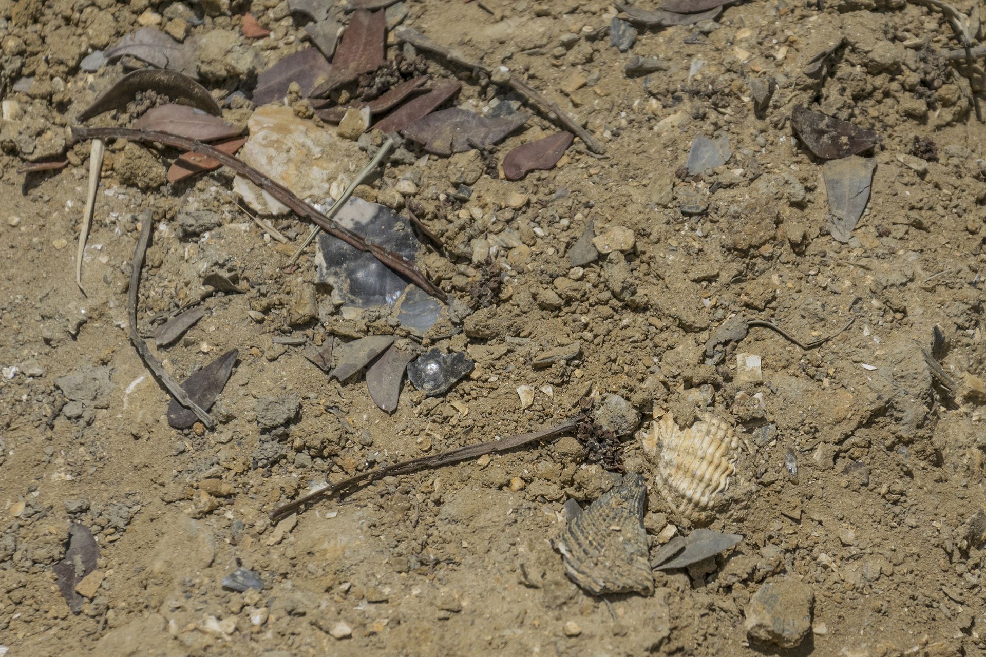 Frammenti fossili rinvenuti sul terreno includono un Nassarius, resti di pettinidi e ostreidi. Particolarmente interessante è il grande scutum di balano visibile in basso al centro, di colore scuro e di circa un centimetro di lunghezza: una struttura di tali dimensioni suggerisce un esemplare di notevole stazza. Nelle zone litorali limitrofe dovevano quindi essere presenti scogliere o substrati duri particolarmente idonei alla colonizzazione di questi crostacei. Frammenti fossili rinvenuti sul terreno includono un Nassarius, resti di pettinidi e ostreidi. Particolarmente interessante è il grande scutum di balano visibile in basso al centro, di colore scuro e di circa un centimetro di lunghezza: una struttura di tali dimensioni suggerisce un esemplare di notevole stazza. Nelle zone litorali limitrofe dovevano quindi essere presenti scogliere o substrati duri particolarmente idonei alla colonizzazione di questi crostacei.