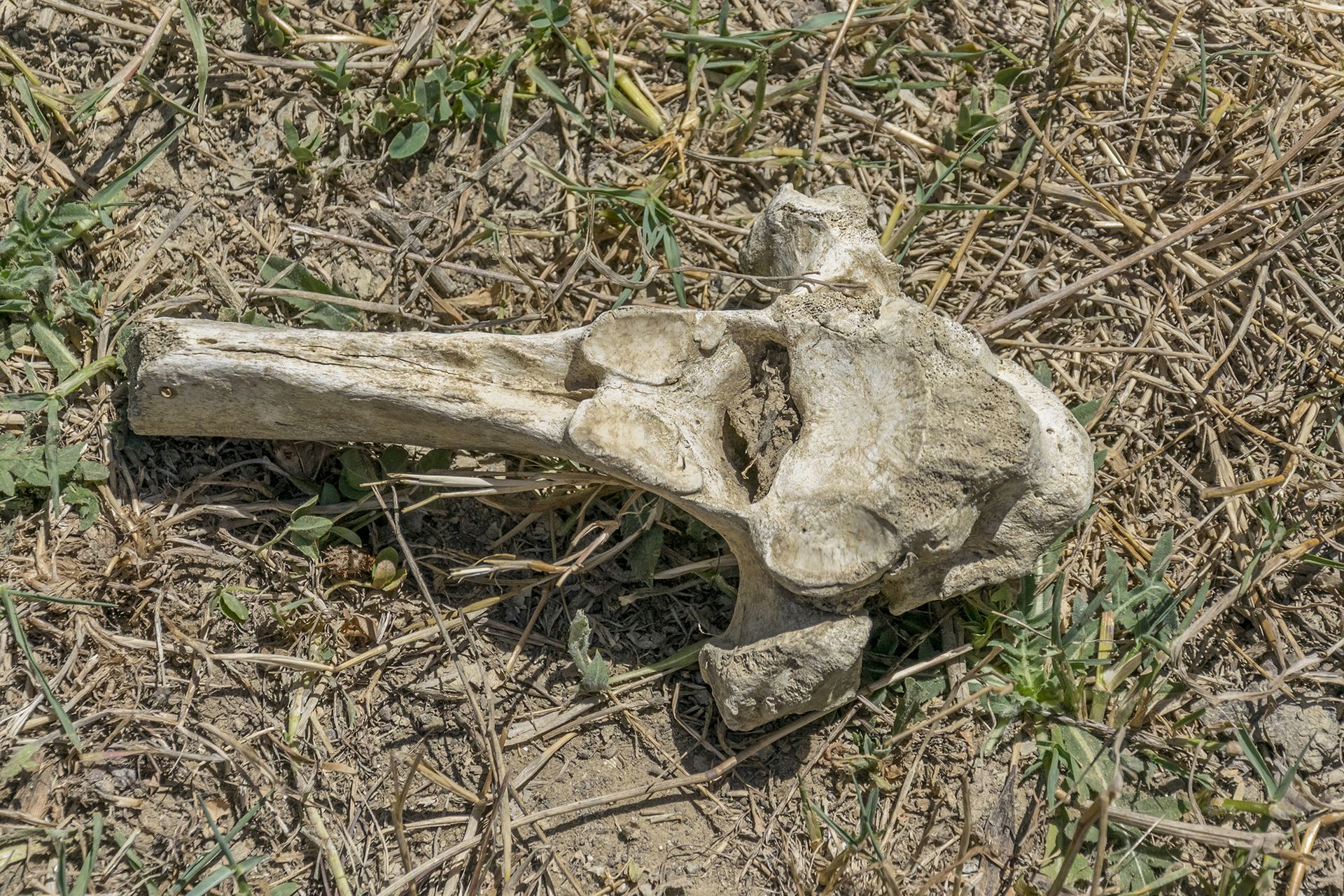 Grande vertebra di età moderna appartenente probabilmente a un bovide. Nella zona sono presenti diverse mandrie di bovini allo stato brado che è facile incontrare durante le escursioni. Una volta morti, questi animali diventano parte integrante dell’ecosistema, offrendo nutrimento a numerosi carnivori e saprofagi. Questi ultimi, sezionando gli scheletri delle prede, contribuiscono alla dispersione delle ossa su ampie porzioni del territorio. Grande vertebra di età moderna appartenente probabilmente a un bovide. Nella zona sono presenti diverse mandrie di bovini allo stato brado che è facile incontrare durante le escursioni. Una volta morti, questi animali diventano parte integrante dell’ecosistema, offrendo nutrimento a numerosi carnivori e saprofagi. Questi ultimi, sezionando gli scheletri delle prede, contribuiscono alla dispersione delle ossa su ampie porzioni del territorio.