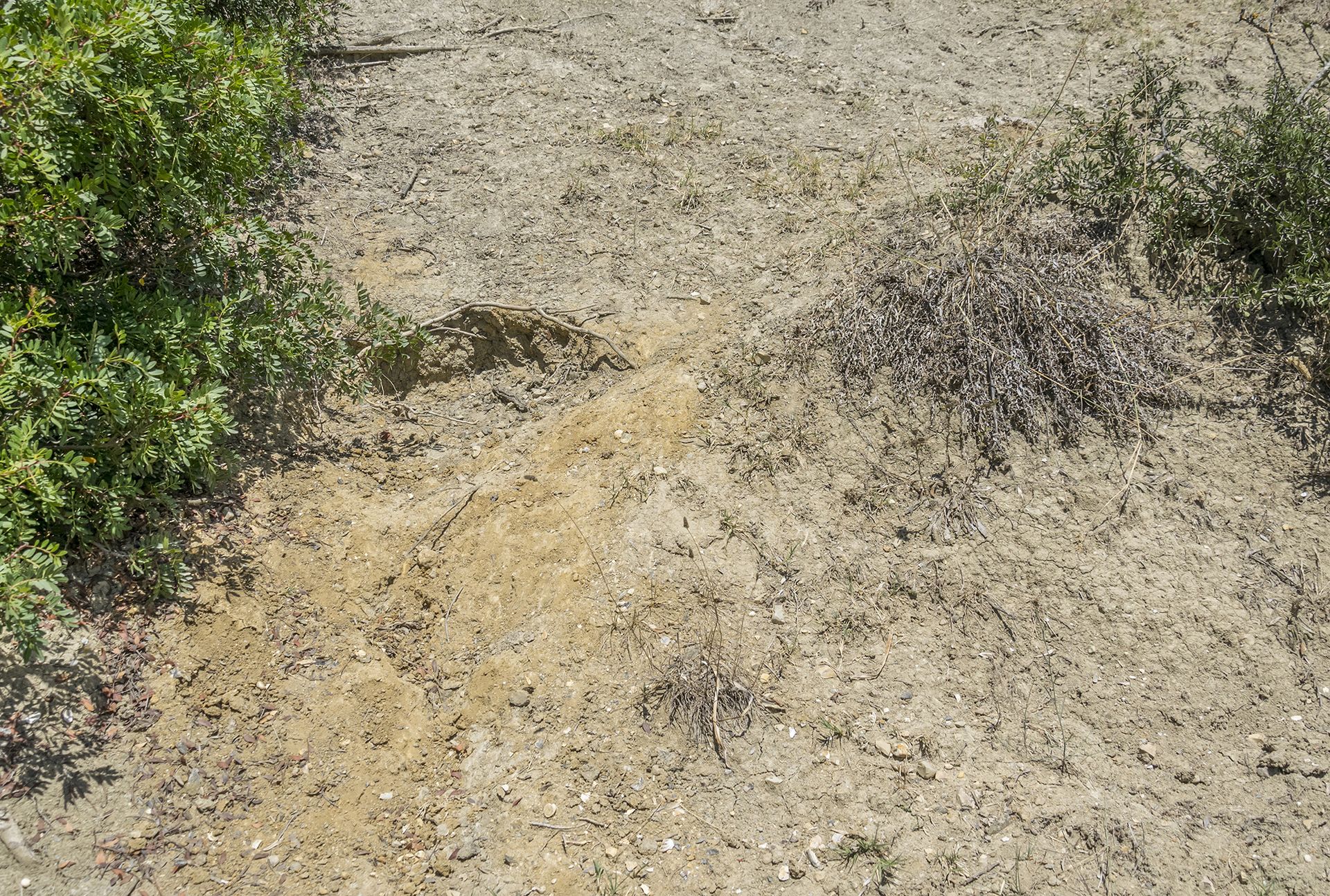 In queste colline è utile osservare i punti in cui il terreno si è dissestato di recente, ad esempio per frane, erosione o ad opera di animali, in quanto è possibile rinvenire fossili freschi e meno danneggiati. I punti più impervi sono i più soggetti a crolli e dilavamenti, fenomeni accentuati dalla tipologia di terreno ma anche dalla presenza di una copertura vegetale molto brulla. In queste colline è utile osservare i punti in cui il terreno si è dissestato di recente, ad esempio per frane, erosione o ad opera di animali, in quanto è possibile rinvenire fossili freschi e meno danneggiati. I punti più impervi sono i più soggetti a crolli e dilavamenti, fenomeni accentuati dalla tipologia di terreno ma anche dalla presenza di una copertura vegetale molto brulla.