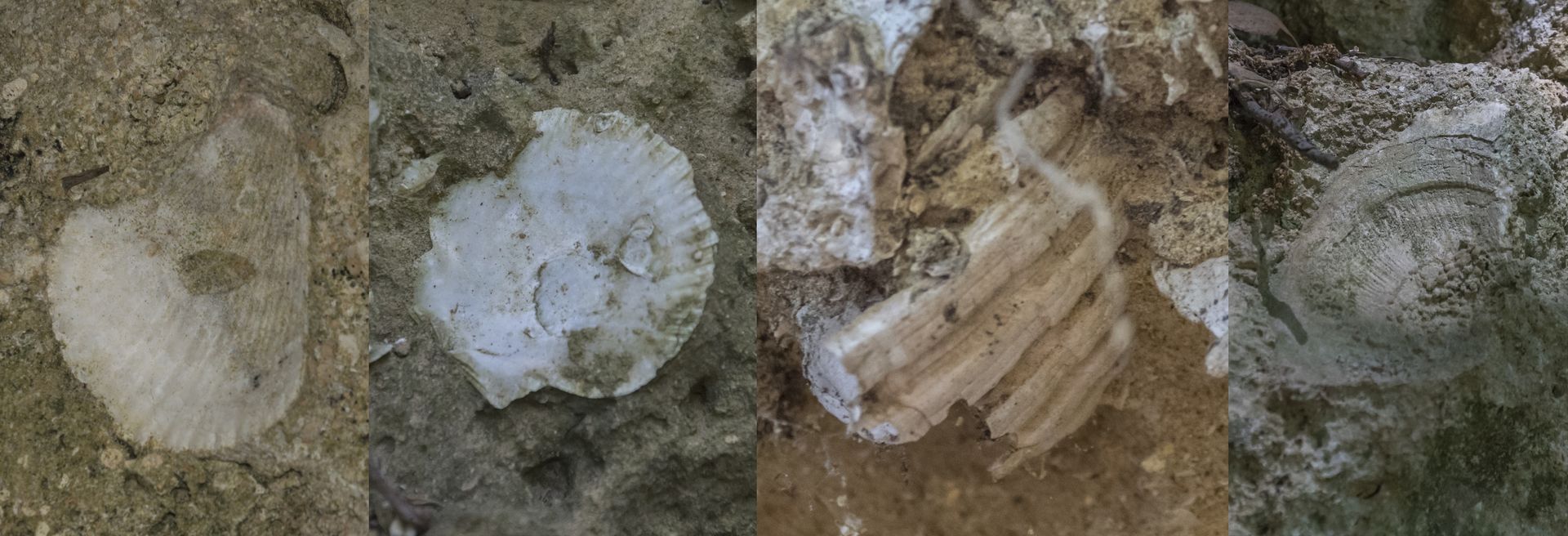Collage in cui compaiono 4 specie di Pectinidae ritrovate nell'area. Da sinistra a destra: Chlamys sp., Flabellipecten flabelliformis, Pecten jacobaeus, Hinnites (o Spondylus?).