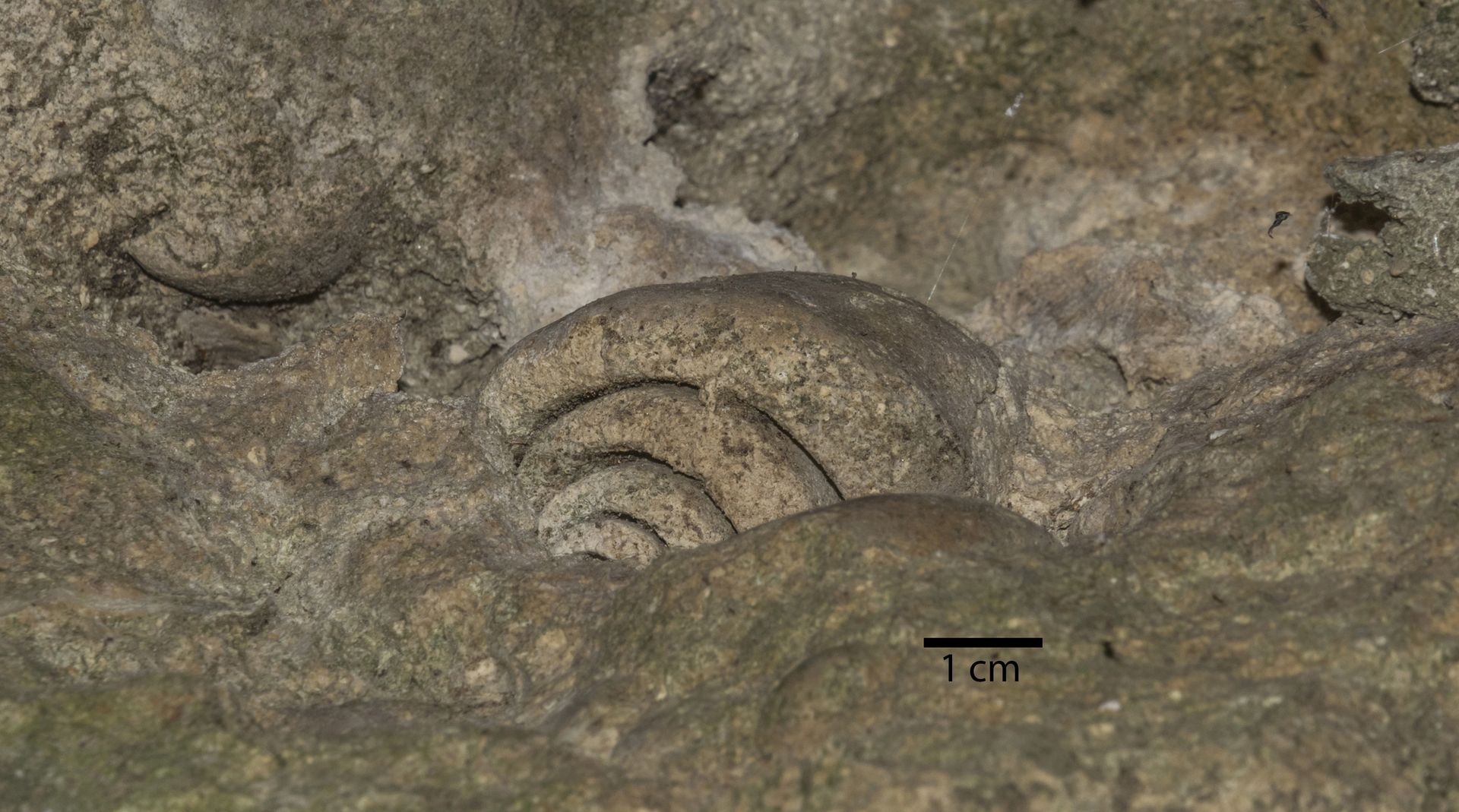Vista semi-assiale di un calco interno di un grosso gasteropode, forse un Conidae o uno Strombidae dato che è allungato in senso assiale e ha un ultimo giro preponderante sugli altri.