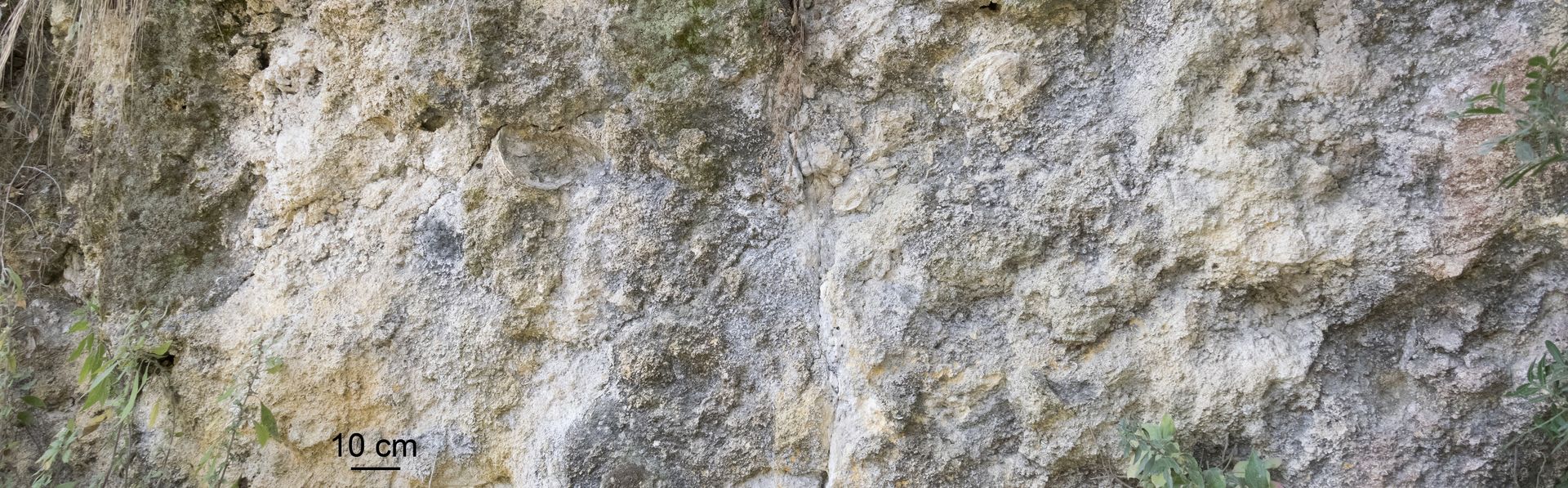 Porzione di parete calcarenitica ricca di fossili e segni di bioturbazione. Al centro si nota una frattura imbianchita, probabile testimonianza della circolazione di fluidi ricchi in carbonati.