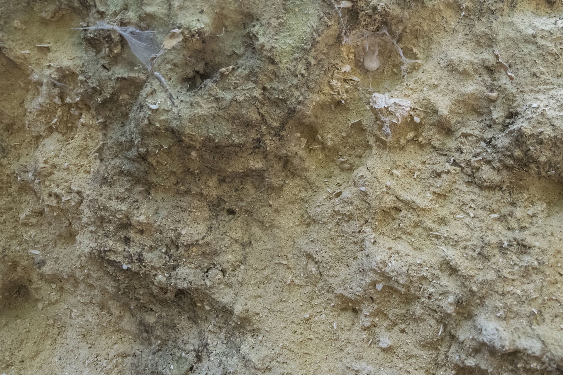 Parete calcarenitica composta da porzioni più calcificate rispetto la massa sabbiosa poco coerente di fondo. Si nota un possibile residuo di stratificazione inclinato verso destra. Questa porzione si presenta molto bioturbata e ricca di clasti macroscopici e fossili, indice di un'energia del mezzo relativamente alta e un fondale ben ossigenato e ricco di nutrienti.
