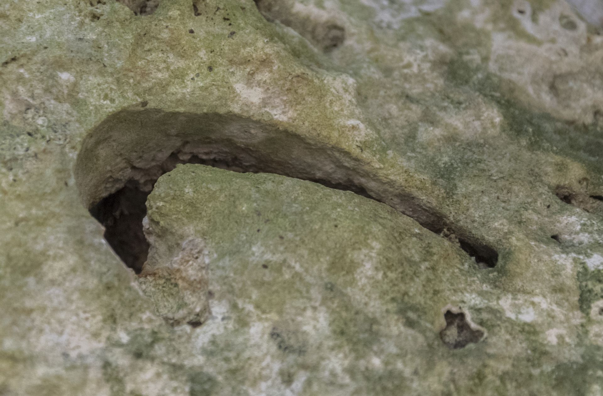  Impronta di un guscio, molto probabilmente di un bivalve (pettinide o veneride), anche questo indice di alta energia e frequenti apporti costiero-litorali in questo fondale di media-bassa profondità.