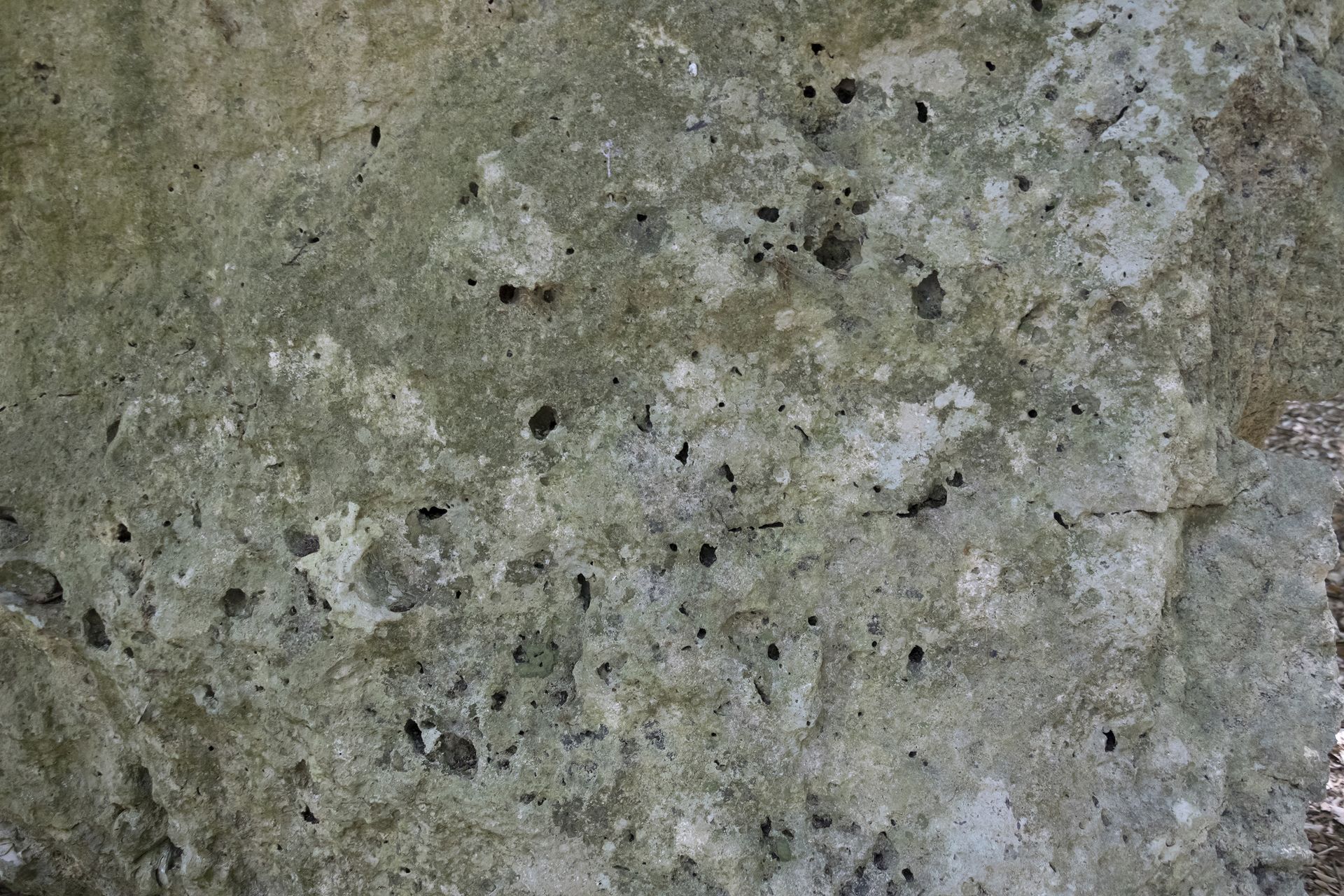 In questa porzione di affioramento si osservano numerose cavità di forma irregolare e dimensioni variabili, distribuite in modo puntiforme. Si tratta verosimilmente di cavità di dissoluzione, formatesi a seguito dell'interazione tra l’acqua piovana e la superficie della roccia.