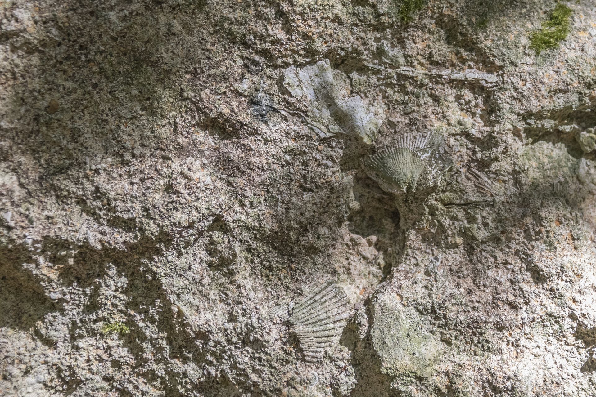 Pettinidi frammentati affioranti sulla superficie di un masso calcarenitico. Dalla forma dell'umbone e delle orecchie, nonché dalla costolatura, sembra possano appartenere al genere Mimachlamys (sotto e al centro) e Gigantopecten (sopra).