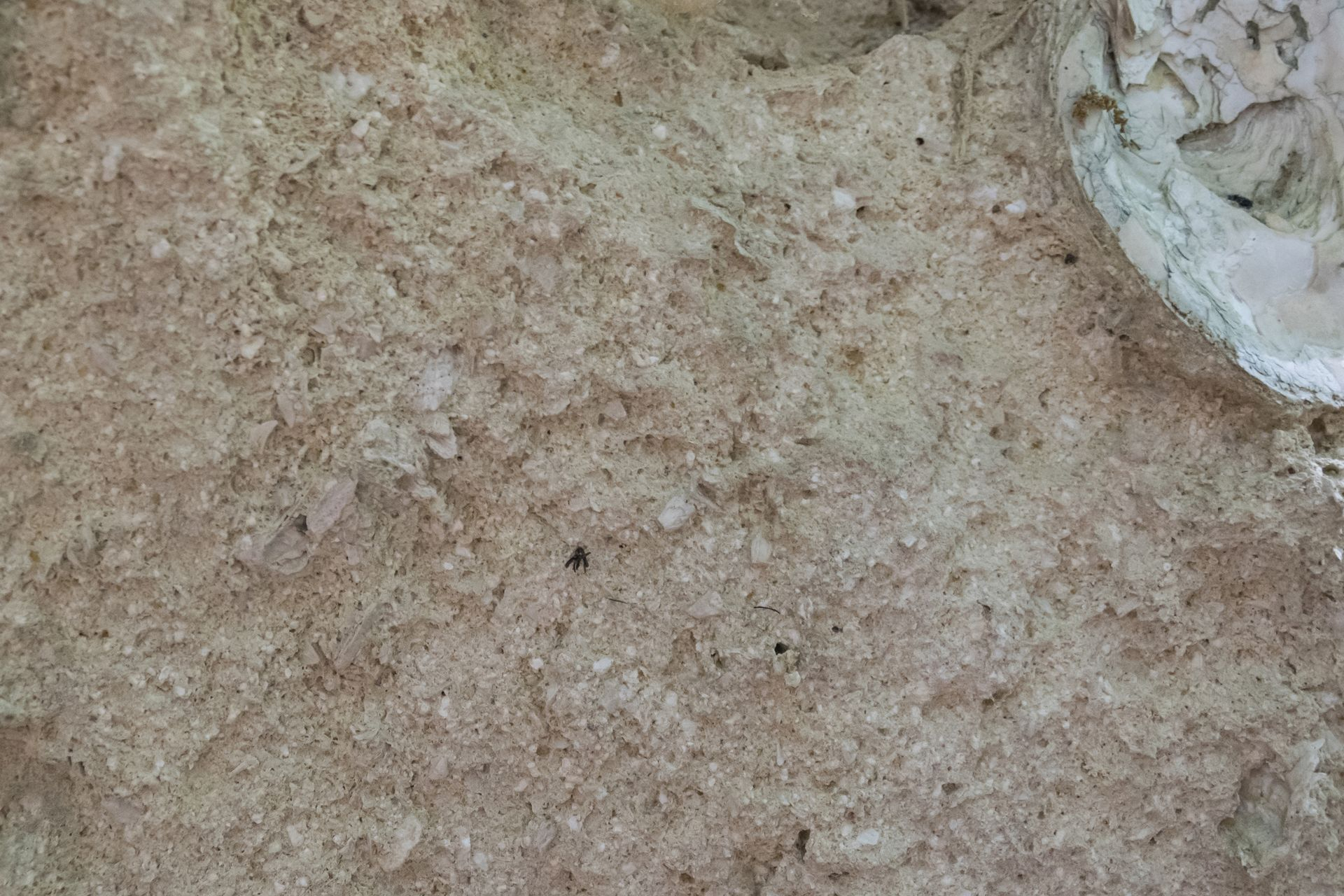  Ingrandimento di uno strato biocalcarenitico molto cementato. I granuli di questa roccia sono composti da elementi litici e frammenti di fossili della granulometria della sabbia grossolana, mentre i macrofossili vanno da subcentimetrici a decimetrici. I frammenti biogenici appartengono principalmente a molluschi, crostacei, echinodermi, briozoi, brachiopodi e anellidi