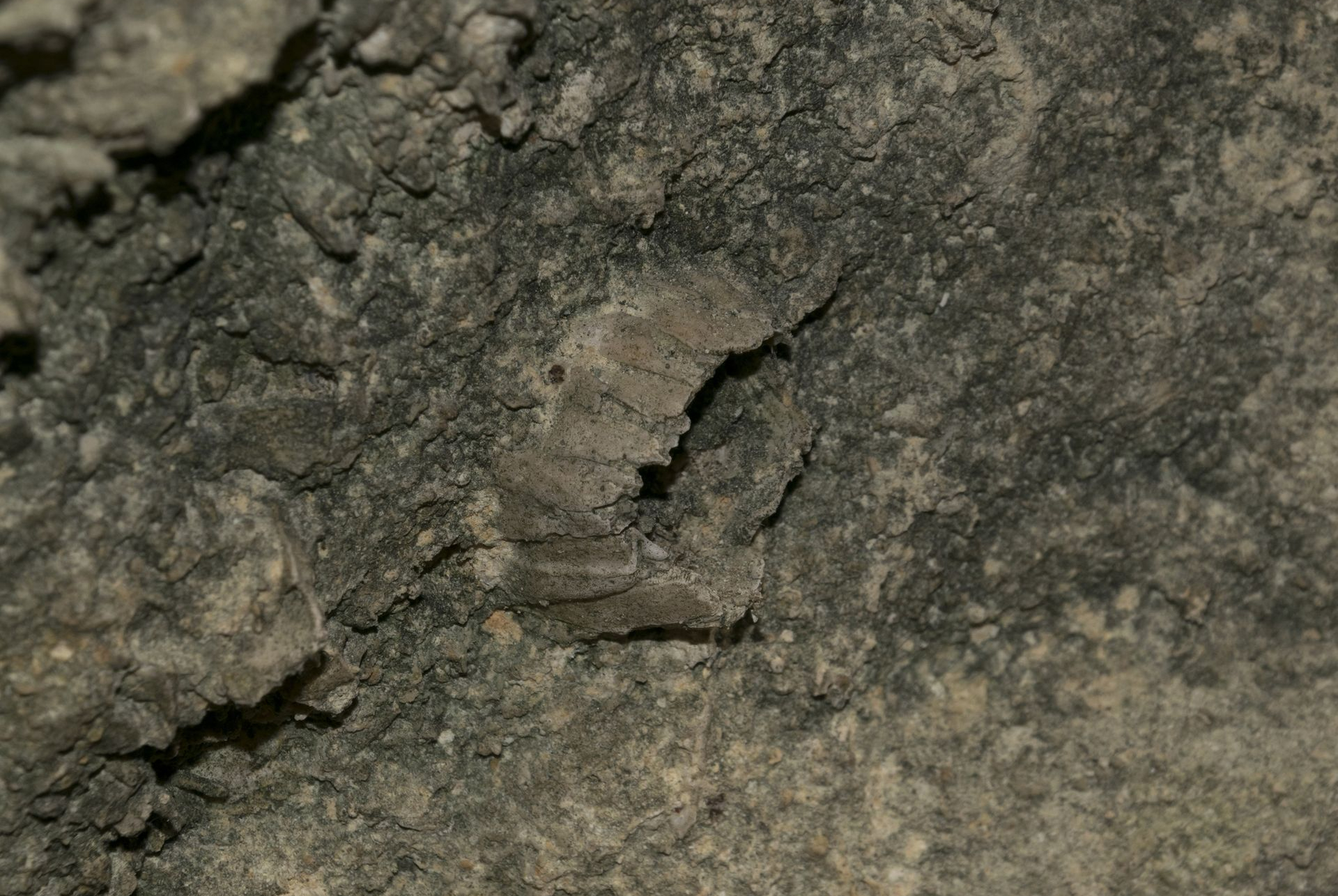 Piccolo esemplare di balanide, probabilmente appartenente alla specie Balanus concavus, con un diametro di circa 2 cm. È verosimile che questo individuo si sia staccato prematuramente dal substrato su cui viveva a causa di un evento tempestoso, che lo ha poi trasportato e depositato sul fondale insieme a numerosi altri frammenti biogenici. I livelli sedimentari più grossolani, alternati a strati più fini, indicano infatti episodi di rapido apporto di materiale litorale. Questi depositi si accumulano bruscamente sui fondali più profondi, trascinati dalle forti correnti generate durante le mareggiate.