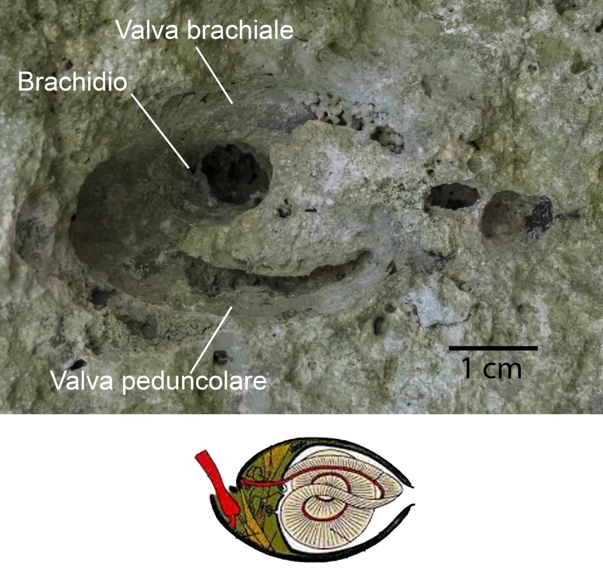 Probabile calco di brachiopode peduncolato (es. Terebratula) all'interno del quale si sono conservate concrezioni calcaree a forma di "goccia": potrebbero sembrare fecal pellets, tuttavia si sviluppano nello spazio precedentemente occupato dal guscio, per cui potrebbero essere strutture originate dalla precipitazione del carbonato successivamente alla dissoluzione del guscio.