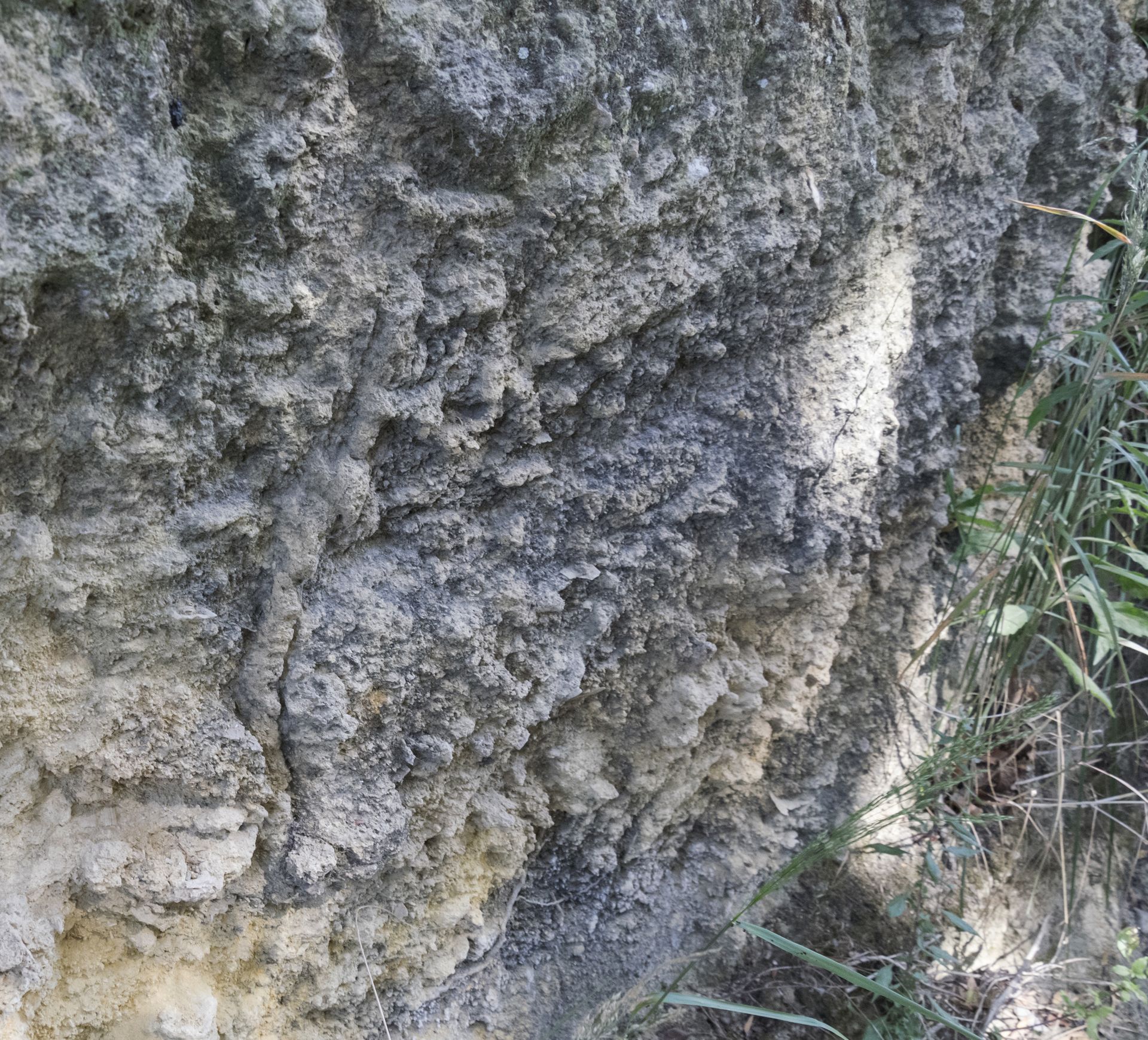 Traccia fossile (ichnofossile del genere Skolithos) taglia perpendicolarmente un pacco di strati di 40 cm di spessore. In queste rocce la bioturbazione è molto alta, alle volte a tal punto da obliterare completamente la stratificazione originaria; in questa immagine gli strati sono ancora visibili, a destra della traccia fossile.