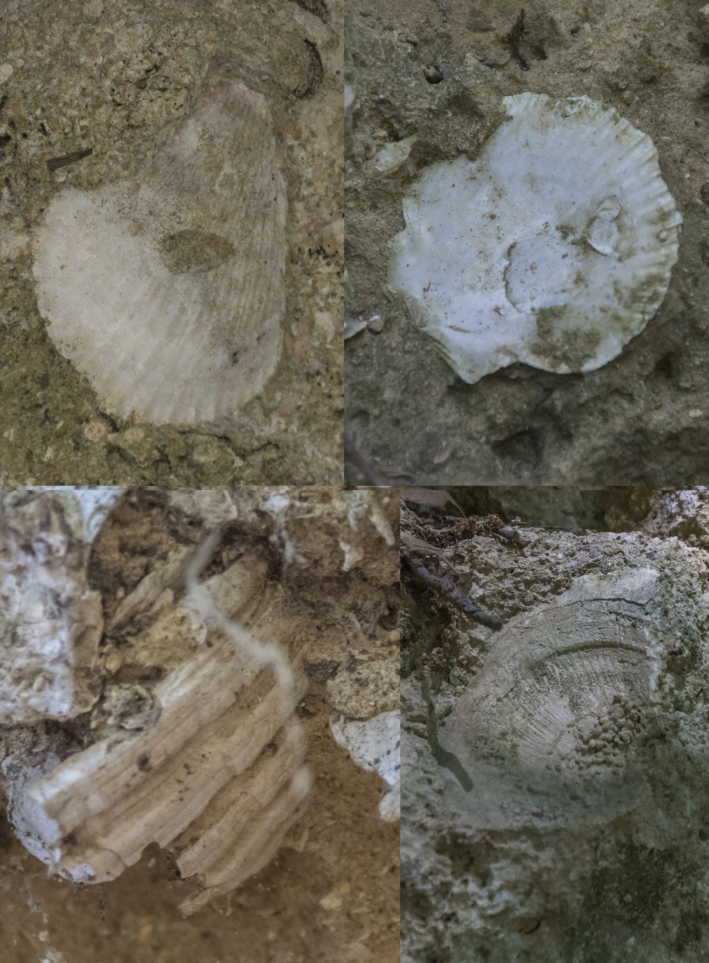 Collage in cui compaiono 4 specie di Pectinidae ritrovate nell'area. Da sinistra a destra: Chlamys sp., Flabellipecten flabelliformis, Pecten jacobaeus, Hinnites (o Spondylus?).