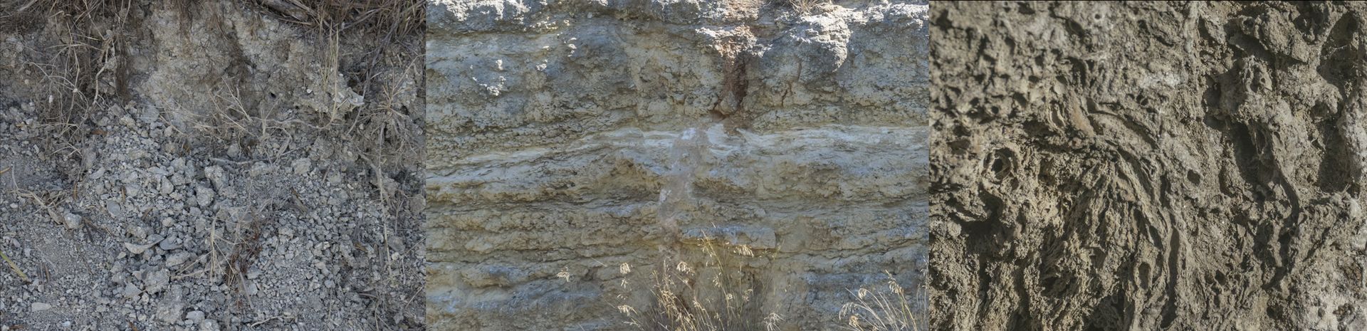 Sopra, alcune rocce sedimentarie fossilifere della Tuscia, da sinistra a destra: argille e silt incoerenti della Macchia della Turchina, calcareniti e sabbie di Località Pisciarello, travertini e calcareous tufa della valle del fiume Marta.