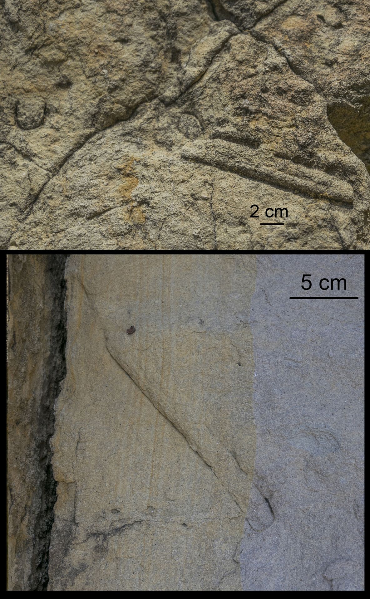 Esempi di ichnofossili: Skolithos, dai tubi verticali, rettilinei, dalla sezione circolare e dalla parete liscia Esempi di ichnofossili: Skolithos, dai tubi verticali, rettilinei, dalla sezione circolare e dalla parete liscia