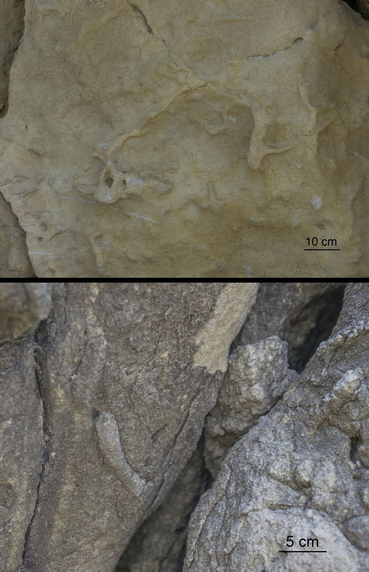 Sopra, dei tubi orizzontali di Thalassinoides, dalla tipica ramificazione a "Y"; sotto, un probabile Skolithos. Sopra, dei tubi orizzontali di Thalassinoides, dalla tipica ramificazione a "Y"; sotto, un probabile Skolithos.