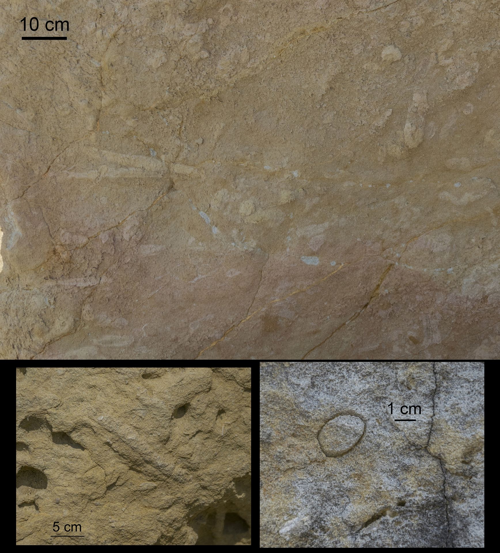Altri ichnofossili delle arenarie di Sant'Agostino: sopra, un reticolo di gallerie alterate, forse Thalassinoides; sotto, esempi di Skolithos. Altri ichnofossili delle arenarie di Sant'Agostino: sopra, un reticolo di gallerie alterate, forse Thalassinoides; sotto, esempi di Skolithos.