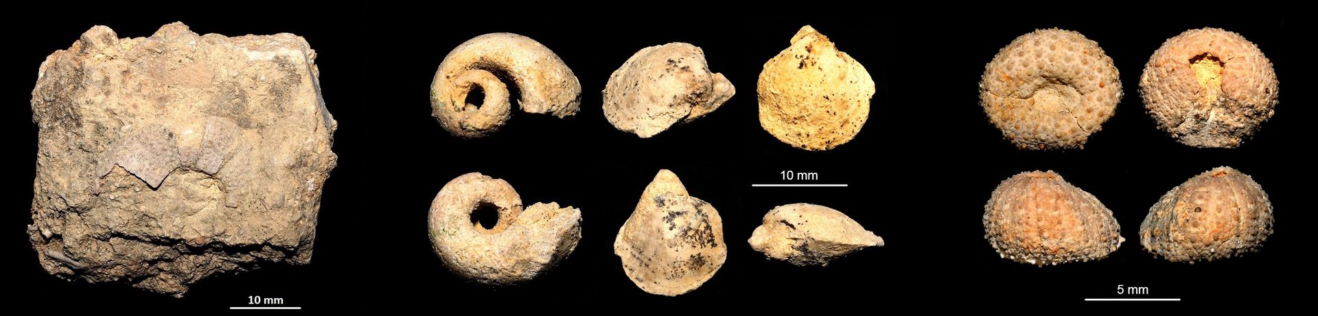 Sopra, una scarrellata di fossili provenienti dal macco MCC di Località Pisciarello: a sinistra un echinoderma regolare (simile agli attuali Paracentrotus e Arbacia), al centro dei modelli interni di un gasteropode involuto e di due probabili brachiopodi simili a Terebratula, a destra un piccolo echinoderma regolare, probabilmente un esemplare giovanile.
