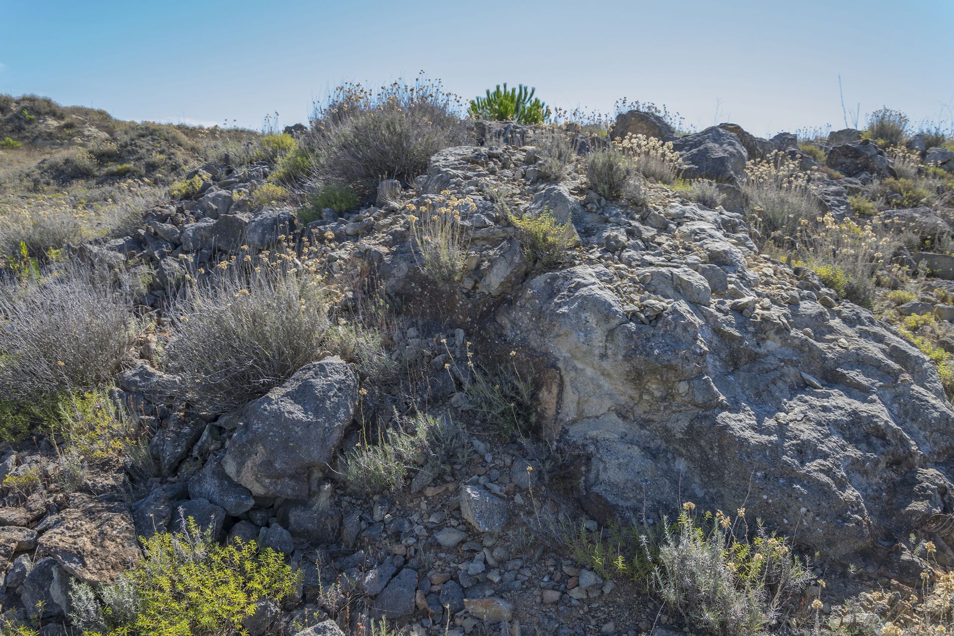 In alcune porzioni dell’affioramento è possibile osservare fossili all’interno di blocchi distaccatisi dalla roccia madre e accumulatisi alla base del versante. Questi frammenti risultano particolarmente interessanti poiché tendono a rompersi preferenzialmente lungo le superfici di contatto tra matrice e macrofossili, favorendo una parziale o completa liberazione degli esemplari e consentendone un’osservazione più dettagliata. Nelle pareti verticali dell’affioramento, i resti degli organismi di maggiori dimensioni appaiono frequentemente sezionati, in quanto deposti sul fondale secondo un assetto idrodinamicamente favorevole, con l’asse maggiore orientato parallelamente alla paleocorrente. Infatti, l’osservazione dei grandi pettinidi integri è possibile quasi esclusivamente nei prodotti di erosione accumulati ai piedi degli affioramenti.