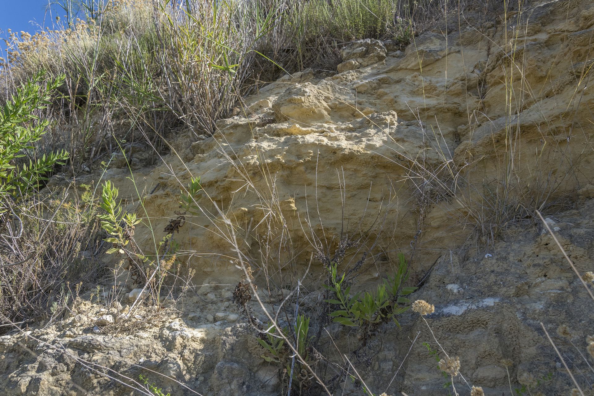 Le porzioni di affioramento come questa, costituite da sabbie a granulometria più fine, a differenza di quelle calcarenitiche risultano intensamente bioturbate e spesso prive di una stratificazione chiaramente riconoscibile. Tale caratteristica è interpretabile in relazione all’energia degli ambienti deposizionali: nelle fasi a minore energia, durante le quali si deponevano sedimenti sabbiosi fini, il fondale era colonizzato da una fitta comunità di organismi bentonici che ne rimaneggiavano i sedimenti. Al contrario, nei periodi a maggiore energia, associati alla deposizione delle calcareniti grossolane, le condizioni ambientali risultavano meno favorevoli allo sviluppo e alla permanenza di organismi legati al fondale, per cui nei depositi associati si osserva una relativa carenza di ichnofossili.