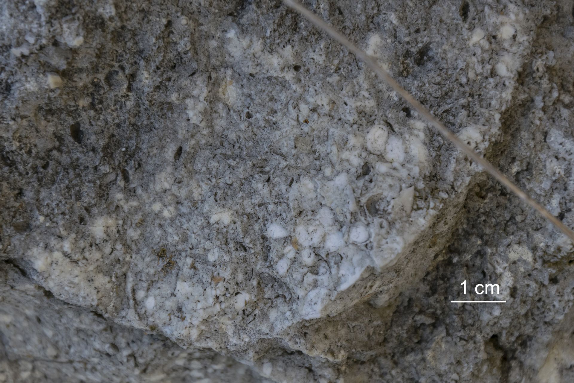 Ingrandimento di una frattura fresca nella calcarenite: sono osservabili numerosi bioclasti immersi in una matrice carbonatica. I piccoli noduli rotondeggianti e biancastri mostrano una struttura interna a pattern concentrico, per cui sono compatibili con resti di foraminiferi. Accanto ai fossili si riconoscono inoltre numerose cavità di dissoluzione, che riproducono la morfologia degli organismi originariamente presenti e successivamente dissolti. La diversa intensità dei fenomeni di dissoluzione tra specie o singoli esemplari può essere attribuita alla differente suscettibilità dei gusci all’attacco chimico; in generale, gli scheletri di dimensioni minori e con pareti più sottili risultano più facilmente e precocemente dissolti rispetto a quelli più grandi e robusti.