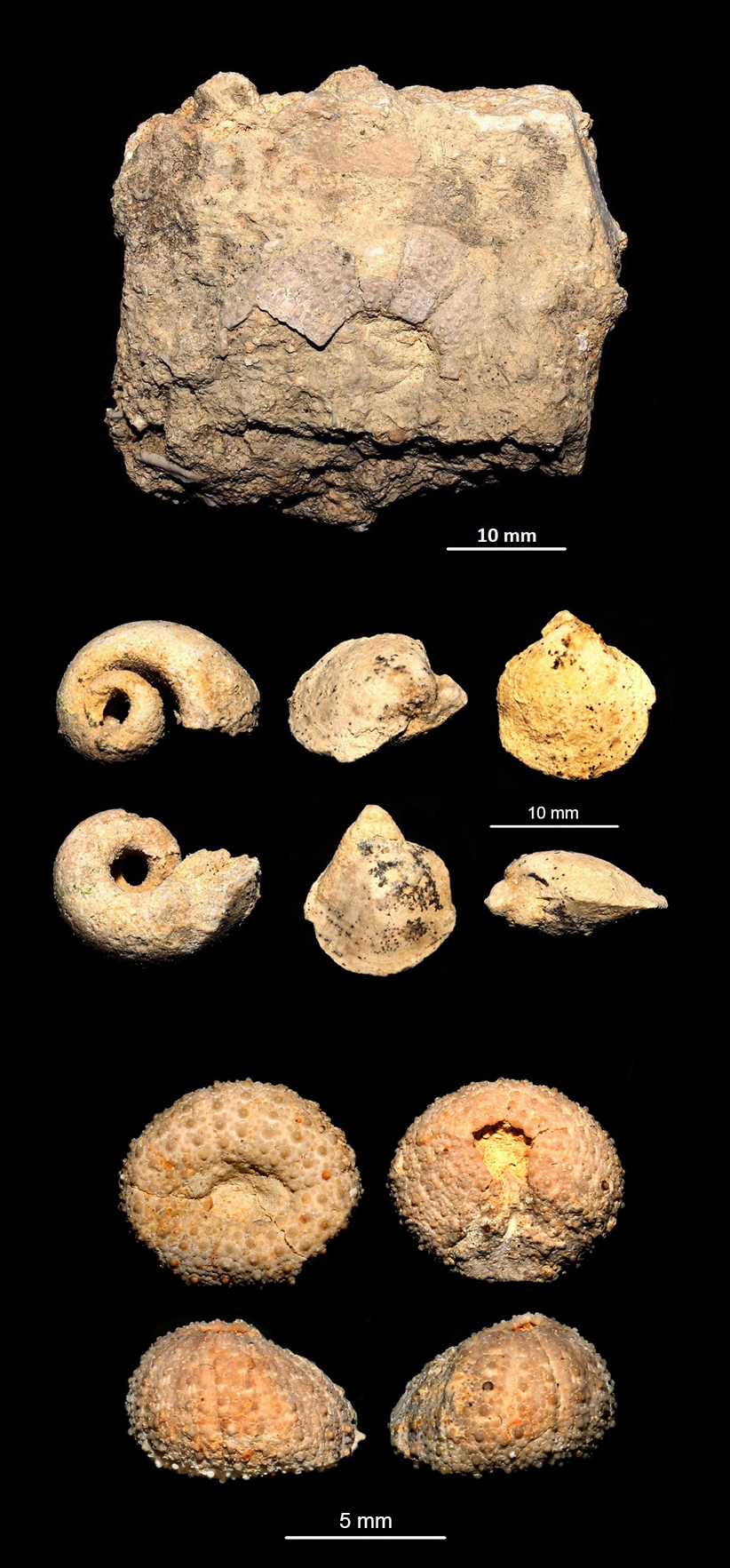 Sopra, una scarrellata di fossili provenienti dal macco MCC di Località Pisciarello: a sinistra un echinoderma regolare (simile agli attuali Paracentrotus e Arbacia), al centro dei modelli interni di un gasteropode involuto e di due probabili brachiopodi simili a Terebratula, a destra un piccolo echinoderma regolare, probabilmente un esemplare giovanile.